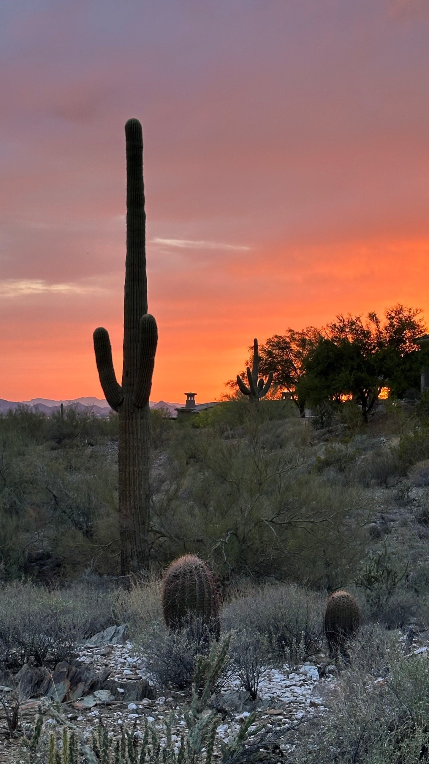 Beaded Sonoran Sunset Earrings // Saguaro
