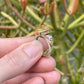 Citrine Cross Ring // Size 6